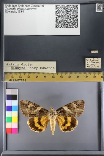 Media type: image;   Entomology 640314